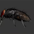 Fly with red compound eyes black body and transparent wings on reflective surface