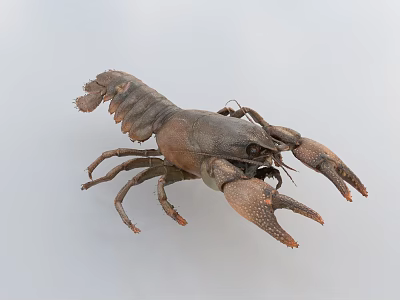 Detailed View Of Brown Lobster With Large Claws And Segmented Shell Structure 3d model