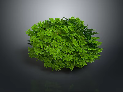 Lush Green Plant With Dense Vibrant Round Leaves On Dark Background 3d model