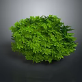 Lush Green Plant With Dense Vibrant Round Leaves On Dark Background