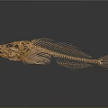 Highly Detailed Golden Fish Skeleton Showing Organ Structure And Bone Features