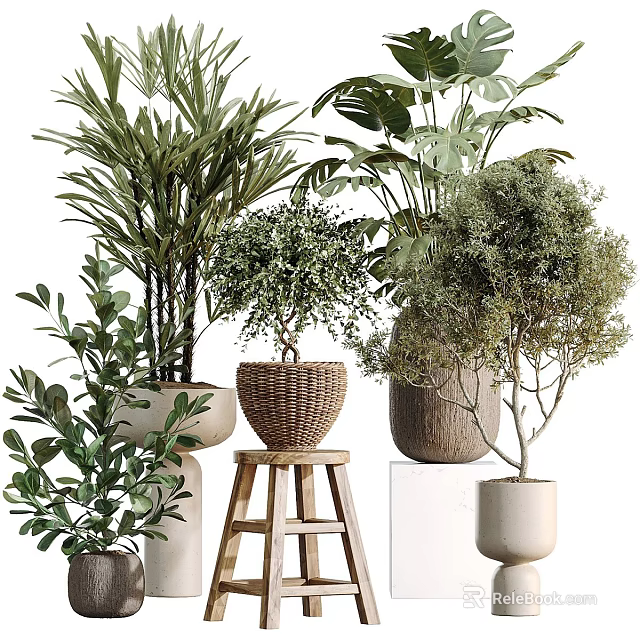 Various Bonsai and Potted Green Plants With Woven Baskets and Ceramic Pots 3d model 