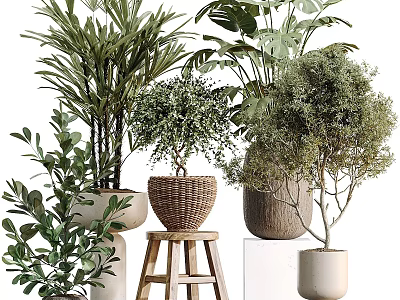 Various Bonsai and Potted Green Plants With Woven Baskets and Ceramic Pots 3d model