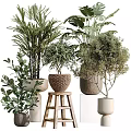 Various Bonsai and Potted Green Plants With Woven Baskets and Ceramic Pots