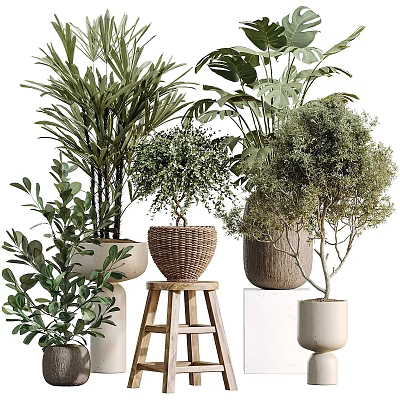 Various Bonsai and Potted Green Plants With Woven Baskets and Ceramic Pots 3d model