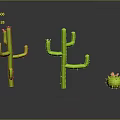 Green Cacti With Pink Flowers Including Large And Small Sizes On Reflective Surface