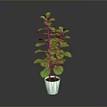 Green Leafy Plant with Red Stems in White Pot on Dark Background for Indoor Decoration