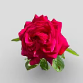 Stunning Red Rose Flower With Fresh Green Leaves And Stem On Gray Background