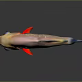 Vibrant Tropical Fish With Red Body Blue Fins And Colorful Spots On Dark Background