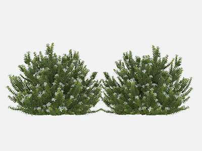 Bushy Green Plants With White Flowers For Garden Decoration And Landscaping 3d model