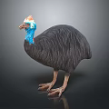 Cassowary Bird With Blue Neck Red Casque And Dark Feathers On Black Background