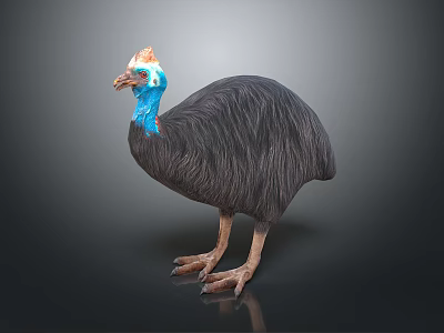 Cassowary Bird With Blue Neck Red Casque And Dark Feathers On Black Background 3d model