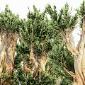 Multiple Arbor Trees With Unique Trunk Texture And Lush Green Foliage
