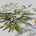 Ornamental Alpinia zerumbet Plant With Green Red Variegated Leaves And Tropical Foliage
