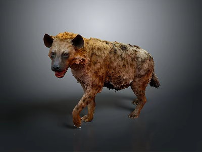 Scruffy Brown Black Hyena Walking On Gray Background With Open Mouth 3d model