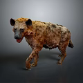 Scruffy Brown Black Hyena Walking On Gray Background With Open Mouth