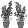 Potted Bonsai Plant with Lush Green Leaves Vibrant Patterns in Black Pot Detailed View