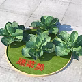 Fresh Green Vegetables Featuring Cabbage With Vibrant Leaves On Circular Lawn