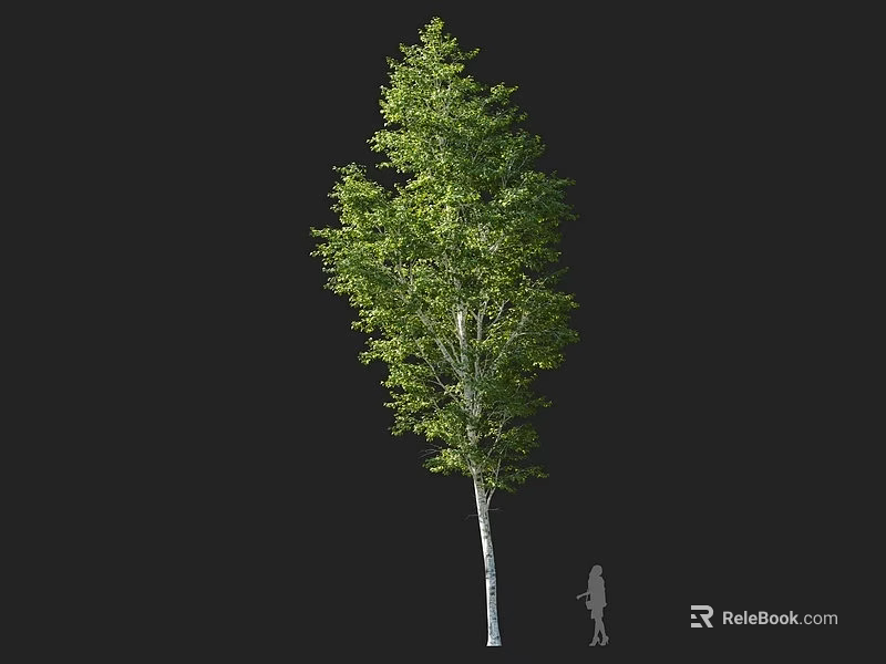 Tall Isolated Arbor With White Trunk And Green Foliage Near Human Silhouette 3d model 
