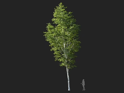Tall Isolated Arbor With White Trunk And Green Foliage Near Human Silhouette 3d model