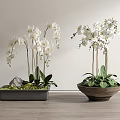 Bonsai Potted Plants with White Orchids Green Leaves in Gray Rectangular and Brown Round Pots
