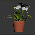 Beautiful White Flowers With Fresh Green Leaves In Orange Pot And Flower Bud