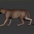 Realistic Puma Walking Pose With Brown Sleek Fur On Dark Reflective Surface