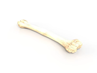 Human Skeletal Bone Organ With Detailed Texture On White Background 3d model