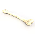 Human Skeletal Bone Organ With Detailed Texture On White Background