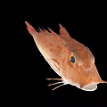 Red Spotted Fish with Orange Eyes and Long Fins Displayed on Black Background