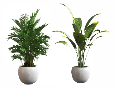 Potted Tropical Plants With Green Leaves And Large Foliage In White Ceramic Pots 3d model