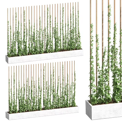 Climbing Vines Growing On Vertical Wooden Stakes In Outdoor Planters With Lush Green Foliage 3d model