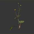 Green Leaf Plant With Yellow Small Flowers And Red Green Stems On Gray Background