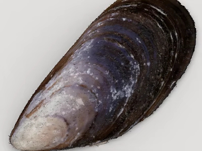 Fresh Mussel Shell With Purple Brown Color And Natural Texture Surface 3d model