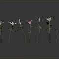 Beautiful Pink And White Flowers With Green Stems And Leaves On Black Reflective Background