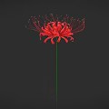 Red Spider Lily With Long Thin Red Petals Green Stem On Black Background