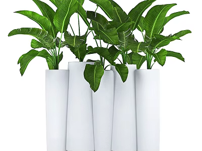 Stylish Potted Bonsai Plants With Lush Green Leaves In White Cylindrical Pots 3d model