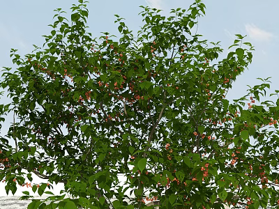 Tall Arbor With Lush Green Leaves And Red Fruits Against Blue Sky 3d model