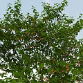 Tall Arbor With Lush Green Leaves And Red Fruits Against Blue Sky