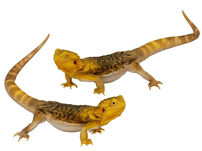 Two Yellow Brown Reptile Bearded Dragons With Scales And Long Tails 3d model