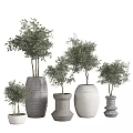 Bonsai Potted Plants In Various Sizes With Different Designed Gray White Pots And Green Leaves