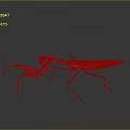 Orange and Green Mantis With Long Forelegs On Gray Background