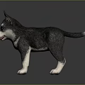 Adorable Husky Puppy With Gray And White Fur Standing On Black Background With Reflection