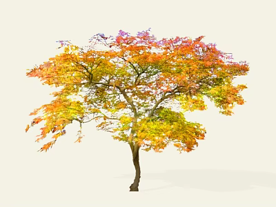 Beautiful Autumn Arbor With Lush Colorful Red Orange Yellow Purple Foliage 3d model