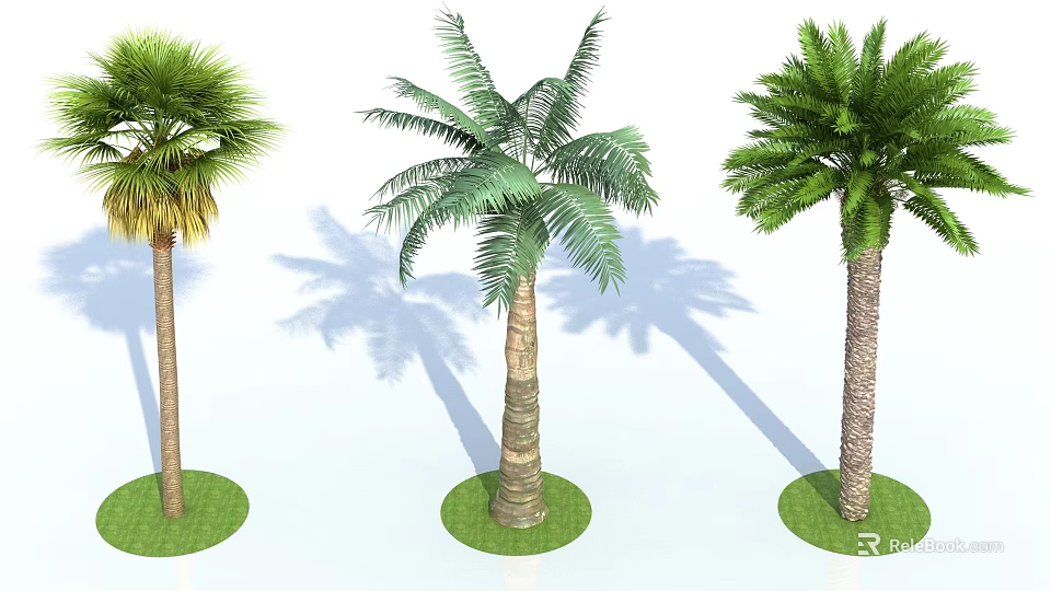 Three Palm Trees With Different Green Leaves Trunk Grass Base And Shadows On White Background 3d model