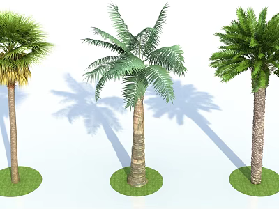 Three Palm Trees With Different Green Leaves Trunk Grass Base And Shadows On White Background 3d model