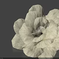 Soft White Flower With Layered Petals On Dark Background Showing Clear Shadow 3d model