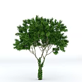 Green Tree with Lush Green Leaves on Trunk and Branches Standing Against White Background