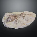 Ancient Animal Skeleton Fossil Embedded in Rock Slab with Detailed Bone Structure and Prehistoric Remains