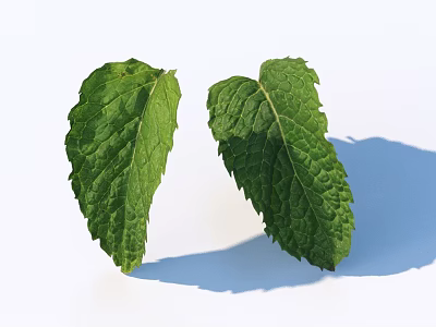 Two Fresh Green Mint Leaves on White Background with Natural Shadow Details 3d model